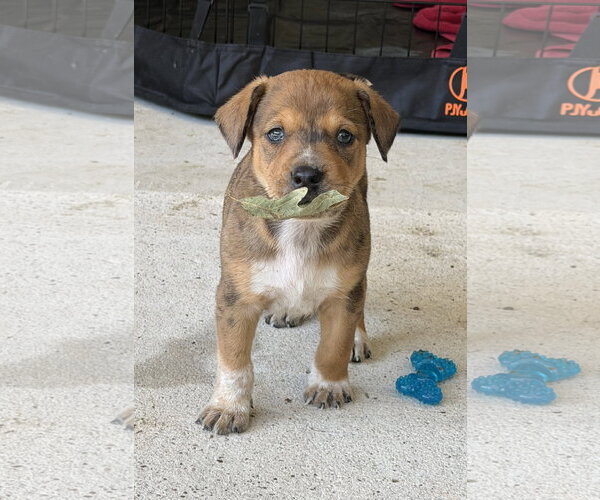 Medium Photo #3 Labrador Retriever-Unknown Mix Puppy For Sale in The Woodlands, TX, USA