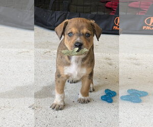 Aladdin - Male Labrador Retriever-Unknown Mix Dog for Adoption - Photo #3