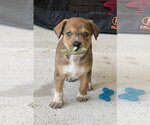 Small Photo #3 Labrador Retriever-Unknown Mix Puppy For Sale in The Woodlands, TX, USA