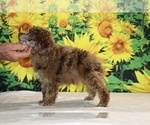 Maurice - Male Poodle (Toy) Puppy for Sale - Photo #5