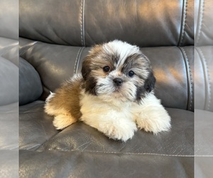 Shih Tzu Puppy for sale in INDIANAPOLIS, IN, USA