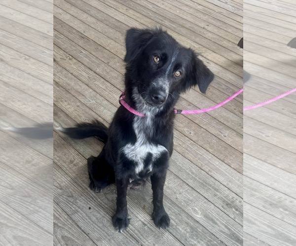 Medium Photo #1 Border Collie-Unknown Mix Puppy For Sale in Minneapolis, MN, USA