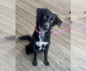 Border Collie-Unknown Mix Dogs for adoption in Minneapolis, MN, USA