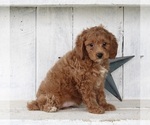 Small Photo #3 Cavapoo Puppy For Sale in FREDERICKSBURG, OH, USA