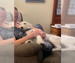 Small #1 Irish Wolfhound Mix