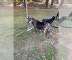 Small #2 Catahoula Leopard Dog Mix