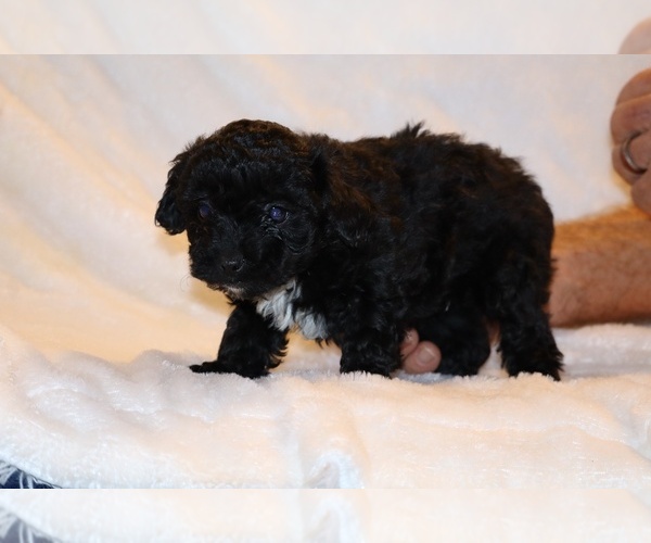 Medium Photo #9 Poodle (Toy) Puppy For Sale in DYERSBURG, TN, USA