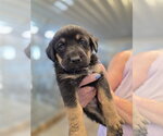 Small German Shepherd Dog Mix