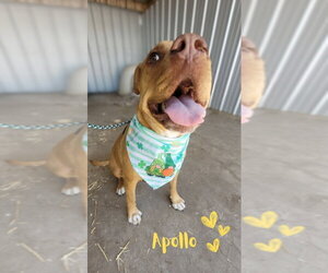 Apollo - Male American Staffordshire Terrier-Boxer Mix Dog for Adoption - Photo #12