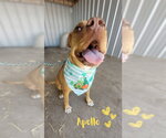 Small #11 American Staffordshire Terrier-Boxer Mix