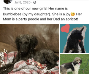 Mother of the Poodle (Standard) puppies born on 11/11/2021