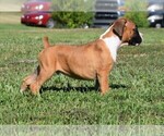 Small Photo #9 Boxer Puppy For Sale in HUMBOLDT, NE, USA