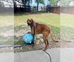 Small #2 Redbone Coonhound Mix
