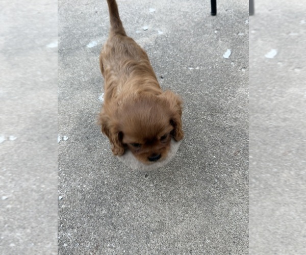 Medium Photo #10 Cavalier King Charles Spaniel Puppy For Sale in KANSAS CITY, MO, USA