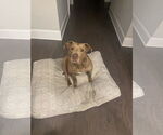 Small #1 Labrador Retriever Mix