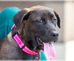 Small #6 Labrador Retriever Mix