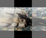 Small Schnauzer (Miniature)