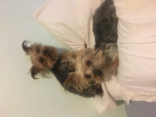 Yorkshire Terrier Dogs for adoption in SAINT LOUIS, MO, USA