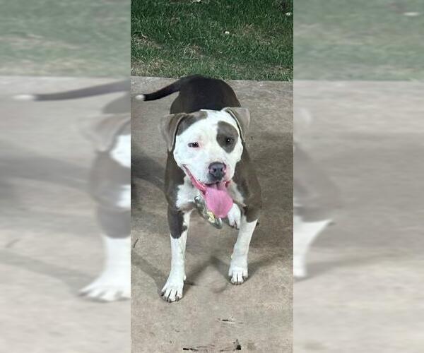 Medium Photo #1 American Staffordshire Terrier Puppy For Sale in San Antonio, TX, USA