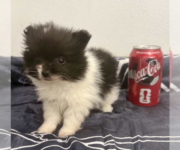 Medium Photo #1 Pomeranian Puppy For Sale in BELTON, MO, USA