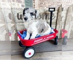 Small Photo #1 Goldendoodle Puppy For Sale in MCKINNEY, TX, USA
