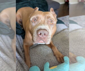 American Pit Bull Terrier Dogs for adoption in Virginia Beach, VA, USA