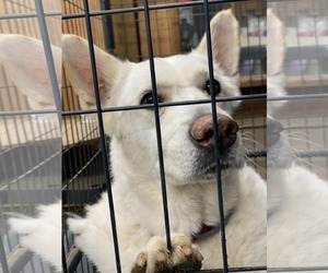 Toby GSD - Male German Shepherd Dog Dog for Adoption - Photo #23