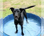 Small #7 Labrador Retriever Mix