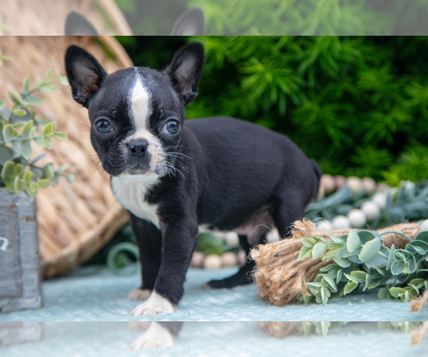 Medium Photo #1 Boston Terrier Puppy For Sale in HARLAN, IN, USA