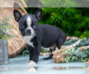 Medium Boston Terrier