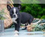 Puppy Daniel Boston Terrier