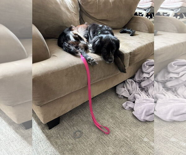 Medium Photo #3 English Cocker Spaniel-Unknown Mix Puppy For Sale in Escondido, CA, USA