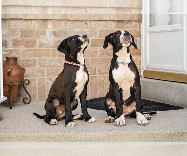 Medium Photo #3 Boxer-Unknown Mix Puppy For Sale in MIDWAY, UT, USA