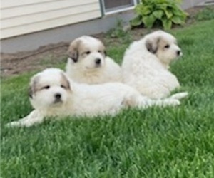 Great Pyrenees Puppy for sale in BONNERS FERRY, ID, USA