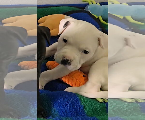 Medium Photo #5 Boxer-Unknown Mix Puppy For Sale in Estherville, IA, USA