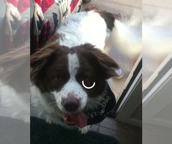 Medium Photo #4 Border-Aussie Puppy For Sale in Chandler, AZ, USA