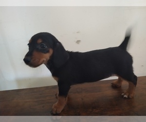 Chiweenie Puppy for sale in CANTON, GA, USA