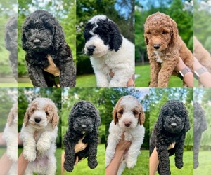 Goldendoodle-Poodle (Standard) Mix Puppy for sale in FRANKLIN, NC, USA