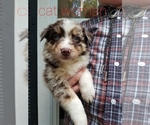 Puppy Cat woman Australian Shepherd