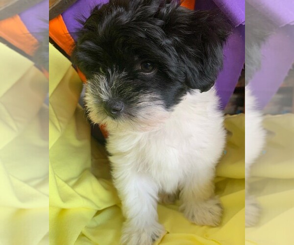 Medium Photo #5 Havanese Puppy For Sale in PHOENIX, AZ, USA