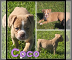Image preview for Ad Listing. Nickname: Coco