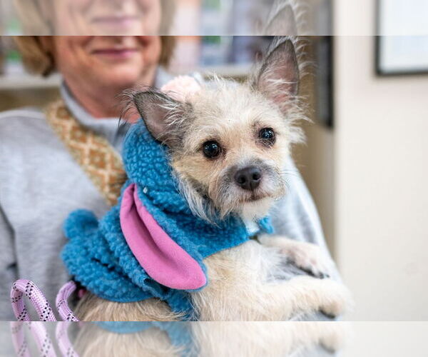 Medium Photo #4 Chihuahua-Unknown Mix Puppy For Sale in Mundelein, IL, USA