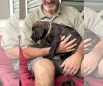 Small Photo #24 Rotticorso Puppy For Sale in REEVESVILLE, SC, USA
