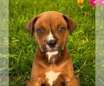 Small Labrador Retriever Mix