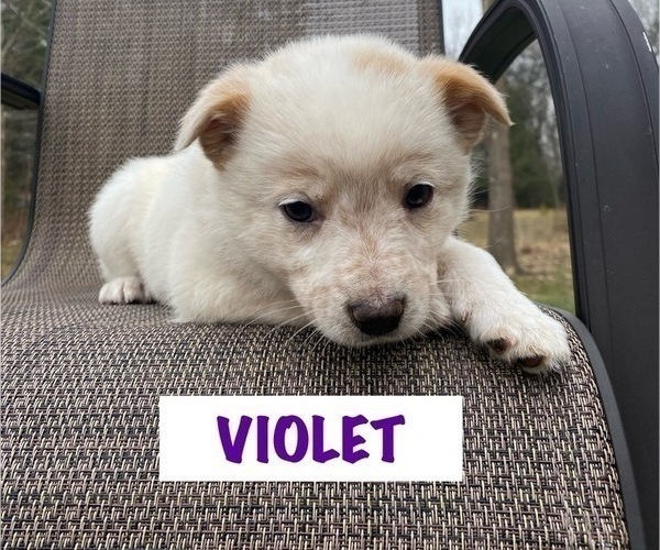 Medium Photo #11 Australian Cattle Dog Puppy For Sale in RICHMOND, MI, USA