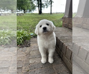 Great Pyrenees Puppy for sale in MARSHVILLE, NC, USA