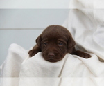 Small #7 Labrador Retriever
