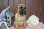 Small Photo #2 Boerboel Puppy For Sale in HONEY BROOK, PA, USA
