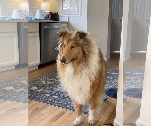 Medium Photo #1 Collie Puppy For Sale in Pueblo West, CO, USA