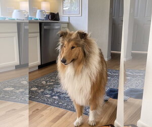 Collie Dogs for adoption in Pueblo West, CO, USA
